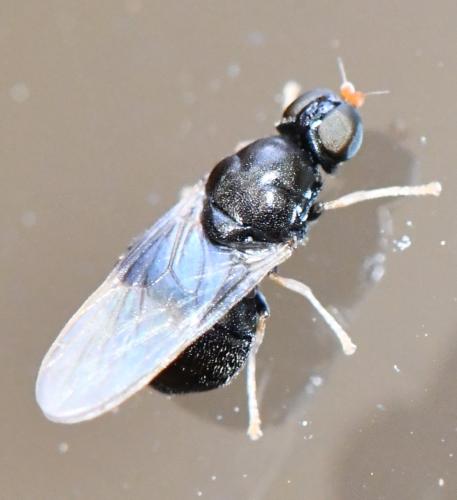 Réf. 303 275 : Pachygaster atra